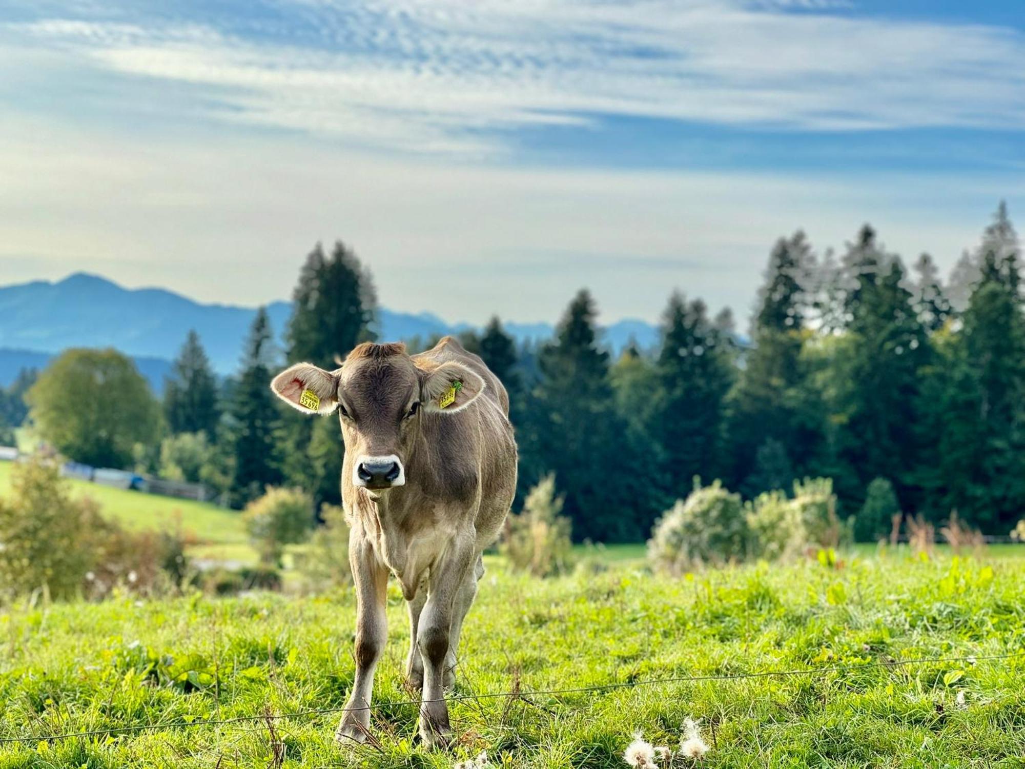 Jj Living - Alpenblick Lägenhet Scheidegg Exteriör bild