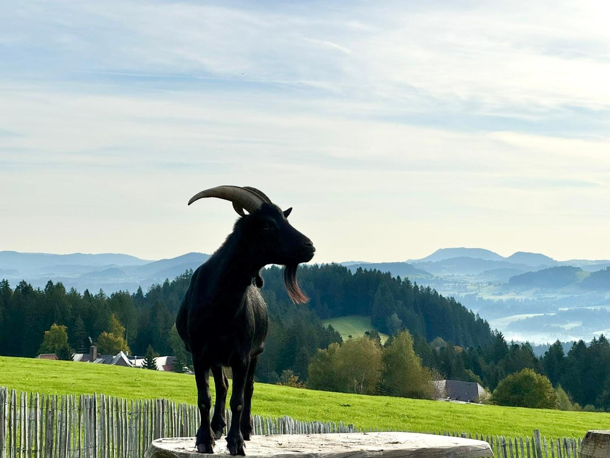 Jj Living - Alpenblick Lägenhet Scheidegg Exteriör bild